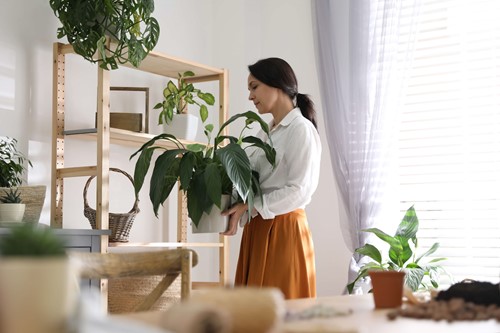 The benefits houseplants can bring to your home 
